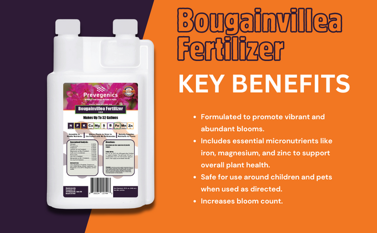 fertilize bougainvillea plant Bougainvillea Fertilizer 32 fl. oz